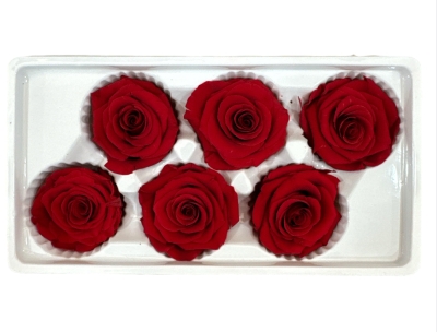 Şoklanmış Solmayan Gül Kırmızı 6 Adet