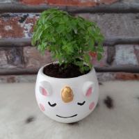 Unicorn Mini Kaktüs Sukulent Saksısı